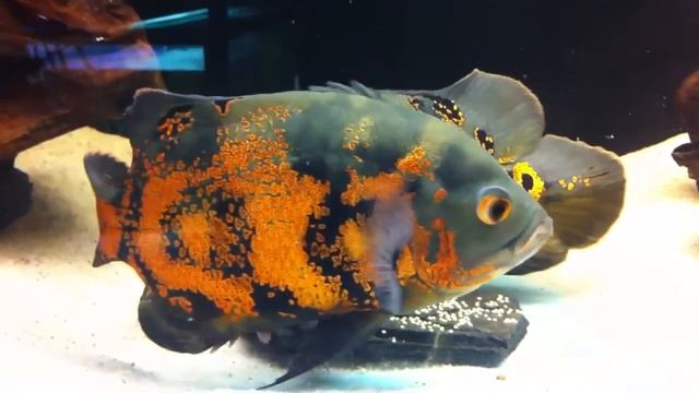 Астронотус тигровый (Astronotus ocellatus var ) смотреть онлайн