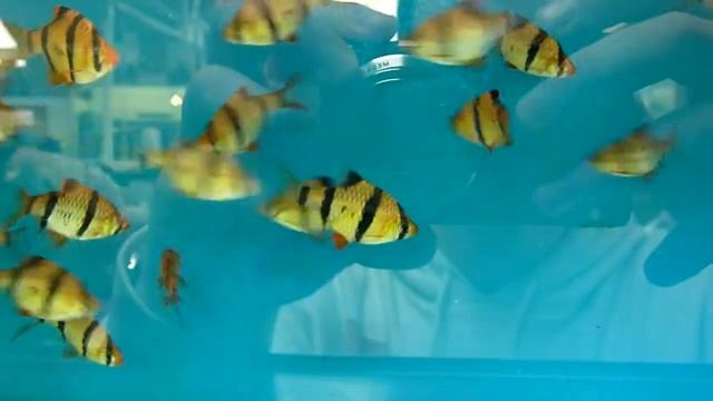 Puntius Tetrazona (Tiger Barb) смотреть онлайн