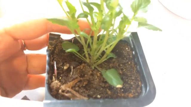 Виола 03.03.18 Первые цветы ампельной виолы смотреть онлайн