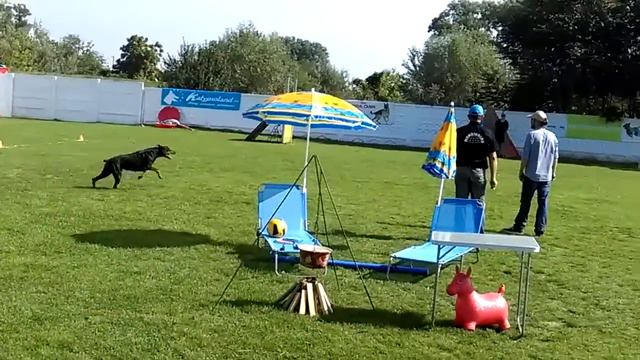 Mondioring Doberman Cat 1
