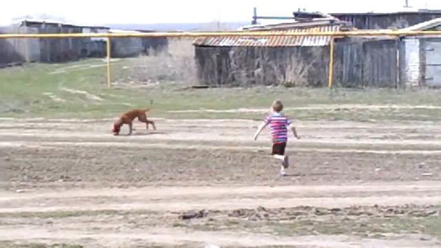 Мой боксёр с моим французом !!! смотреть онлайн