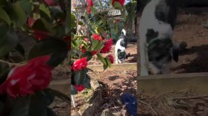 Kramer’s Supreme, camellia Japonica is blooming like crazy.  ດອກຄາມີເຫລັ່ຍ ສີແດງບານດົກຫລາຍ