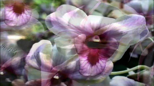 Flowers of Holland-Videos For Relaxing смотреть онлайн