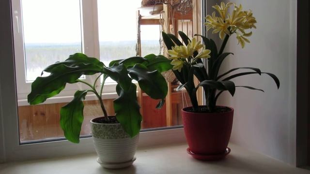 Цветёт жёлтая кливия!!! смотреть онлайн