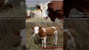 гов дар хоб чи табир дорад