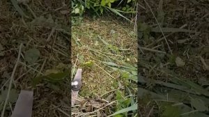 Обзор и испытания мульчирующего ножа для бензокосы. Аналог OREGON