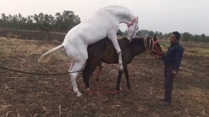 Indian Horse mating breed  marwari