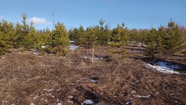 Заготавливаем сосновые пальчики ( почки ) , для приготовления КАС --81 . смотреть онлайн