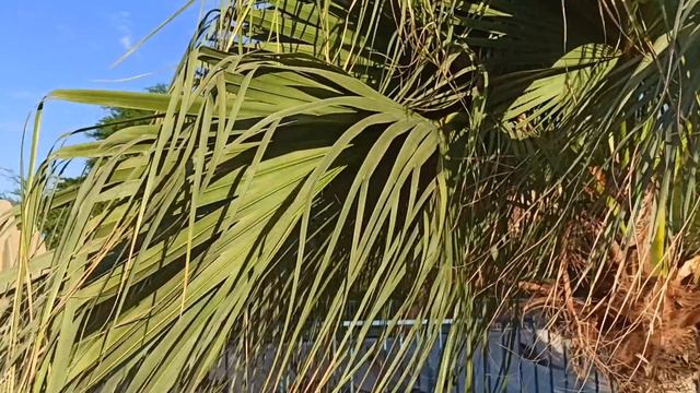 Распознаём деревья!Финики ли это?