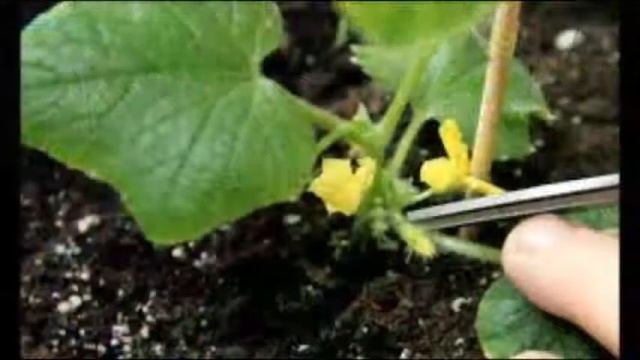 Стоит ли обрывать усы у огурцов смотреть онлайн