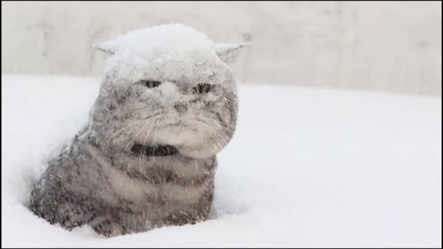 Заметает зима заметает Футажи Снегопад