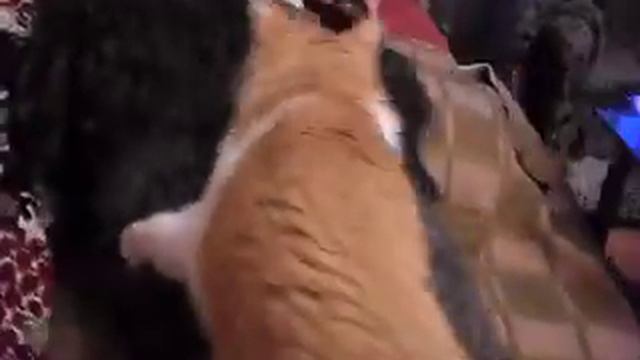 Кот вампир смотреть онлайн