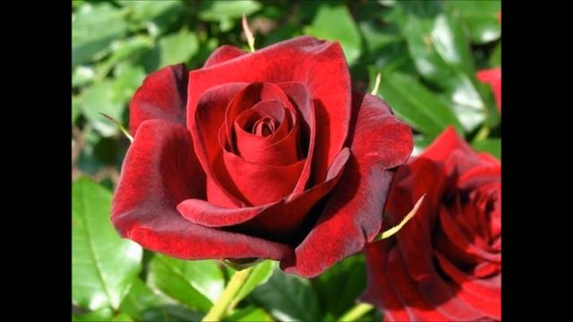 "Безаман илли" (Песня о любви). Слова А. Куазо. Музыка народная. Исп. Заира Алхоева смотреть онлайн