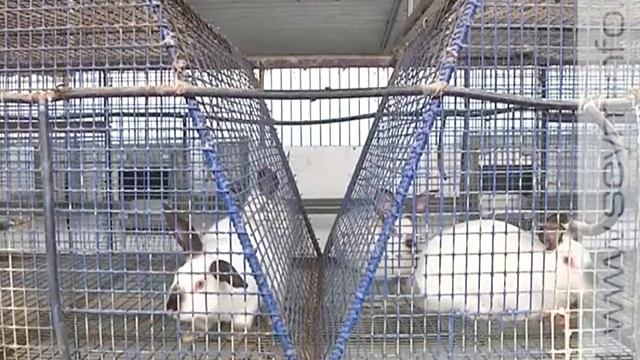 Курский фермер успешно разводит кроликов смотреть онлайн