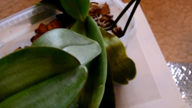 Орхидеи страдают от отопления,что делать. смотреть онлайн