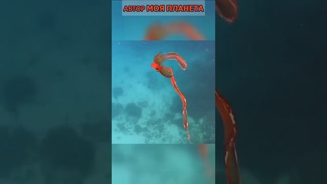 Осьминог одеяло /Осьминога/Осьминогов  #смотреть #видео  #выглядит #факты #факт #про #это #интересно