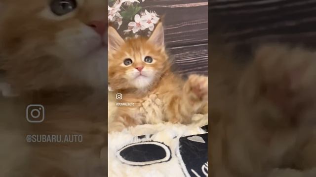 Мейн кун котенок Лахти Коаст МАРШАЛ