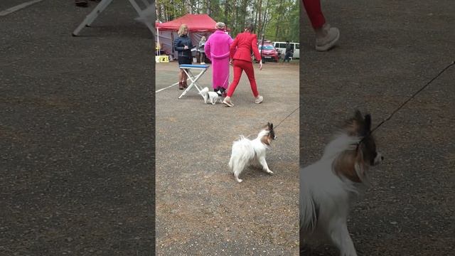 ♀️BLESK FORTUNI ORIGAMI(Гами), 15 мес. смотреть онлайн