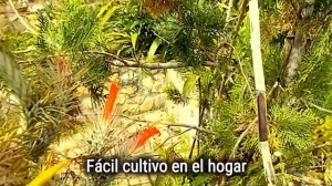 Tillandsia funckiana