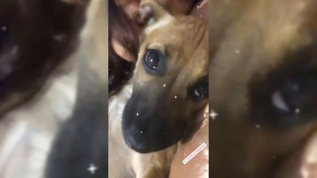 Буси больше НЕТ, как все произошло. Не советую смотреть данное видео. смотреть онлайн