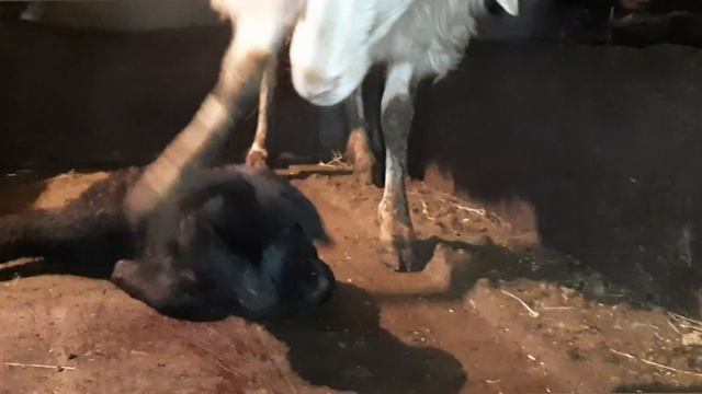 Ягнёнок родился инвалидом, мама пытается накормить детёнышу. Такого я никогда не видел ! смотреть онлайн