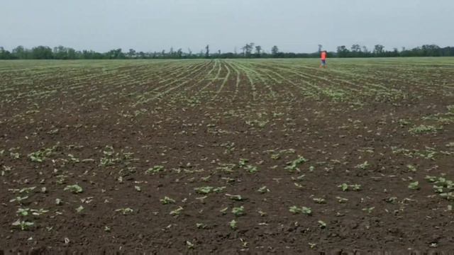 Подсолнух по подсолнуху борьба с падалицей подсолнуха смотреть онлайн