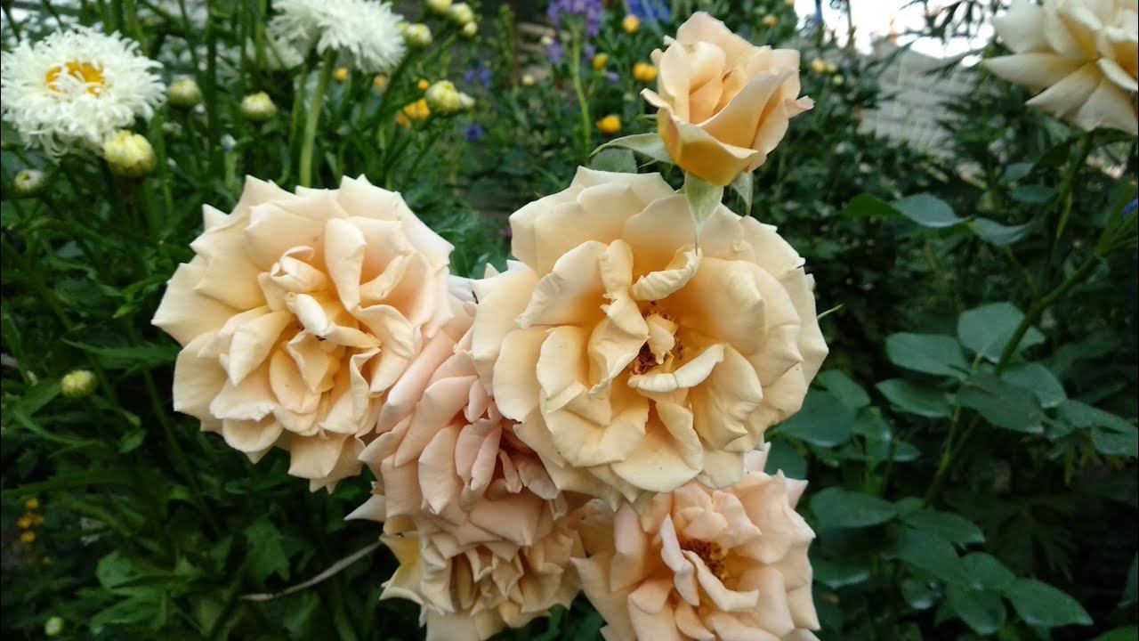 Почему розы погибли. Побеги шиповника на розах. смотреть онлайн