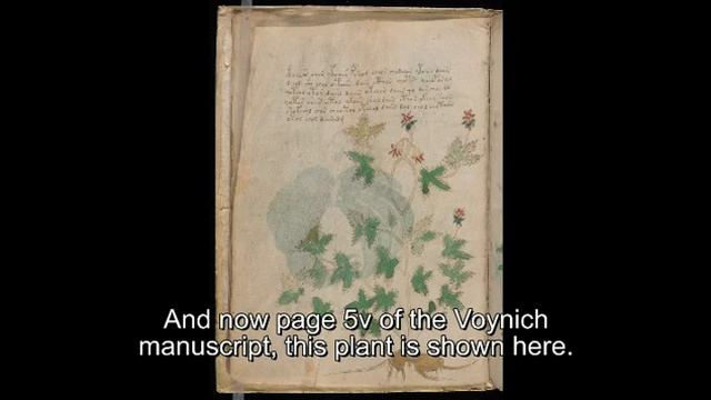 Voynich manuscript, translated from the dictionary 5 s смотреть онлайн