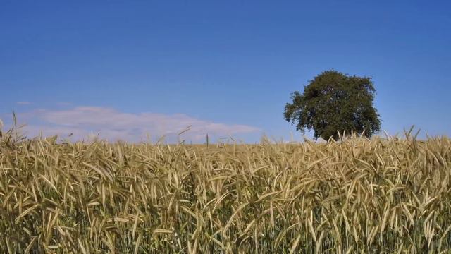 Роль человека в Космической Игре смотреть онлайн