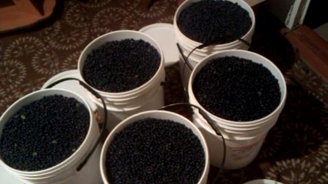 Море черники у меня дома смотреть онлайн