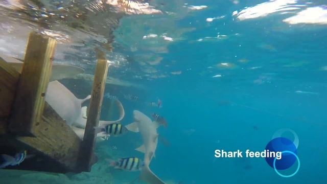 Shark feeding Kihaa Maldives Кормление акул на Кихаа смотреть онлайн