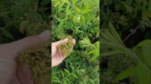 N2 14.06 Спирея весеннецветущая серая, обрезка и подкормка после цветения???