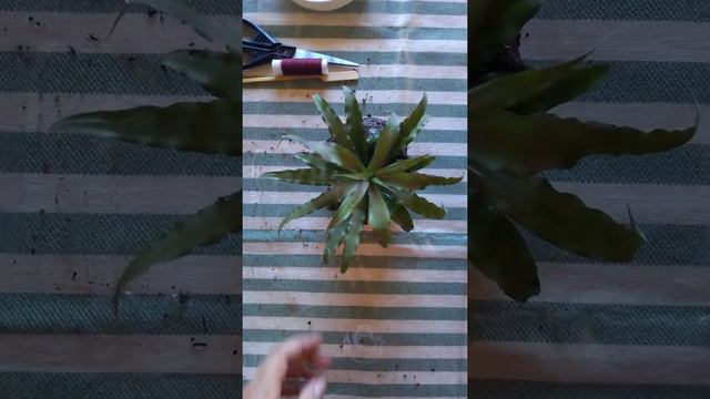 Clase de kokedamas de Mamá: Cryptanthus de Navidad - Clase 3 смотреть онлайн