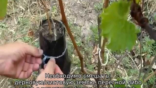 Гортензия белая шаровидная: посадка и уход в открытом грунте смотреть онлайн