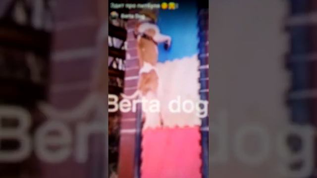 Подборка эдитов про собак с ютуба! 2 часть. смотреть онлайн