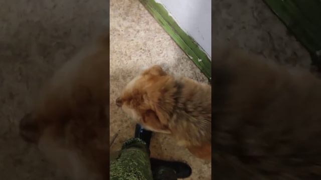 Дик боится грозы смотреть онлайн