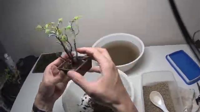 【ミニ盆栽：mini bonsai】岩四手‐1:Carpinus turczaninovii　植替え・剪定　How to Bonsai смотреть онлайн