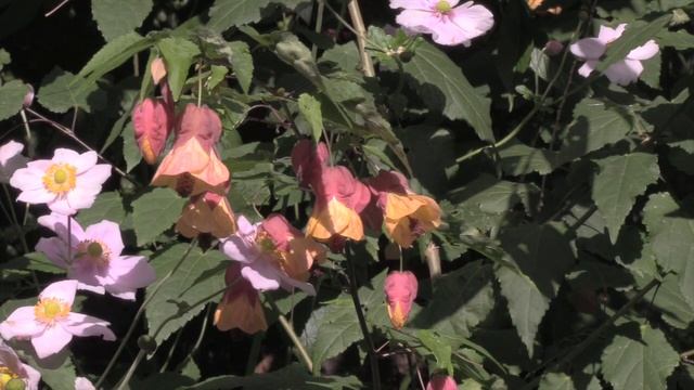 How to Grow Abutilons - The Flowering Maple or Chinese Lantern Plant смотреть онлайн