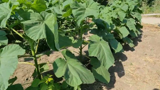 ПАВЛОВНИЯ прирост за 2 мес более 2х метров. смотреть онлайн