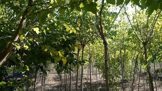 Шелковица шаровидная | Plante.md смотреть онлайн