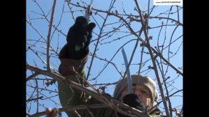 Как правильно обрезать ВИШНЮ и добиться РОСТА однолетнего ПРИРОСТА. Омолаживающая обрезка ВИШНИ.