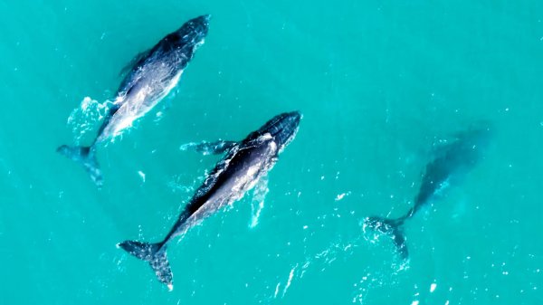 От мангровых зарослей до океана - атмосферная музыка флейты для снятия стресса и релаксации