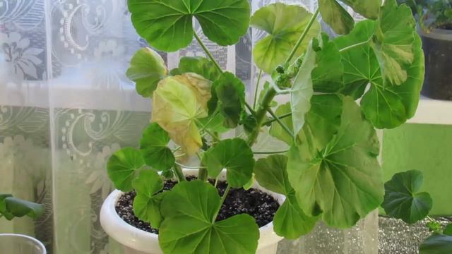 ЖЕЛТЕЮТ ЛИСТЬЯ НА ГЕРАНИ ТОЛКОВОЕ ВИДЕО смотреть онлайн