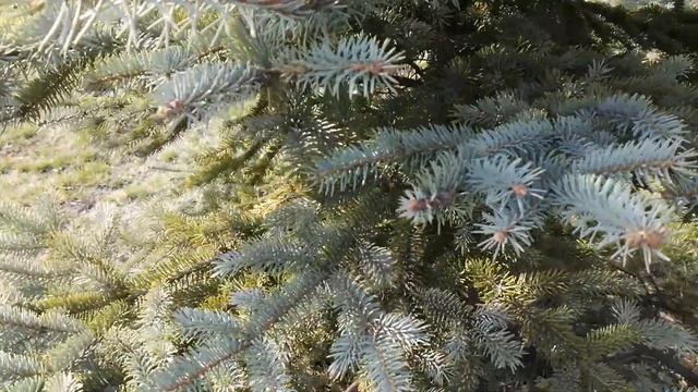 Лечим голубую ель Часть 2. Результат лечения. смотреть онлайн