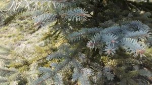 Лечим голубую ель  Часть 2. Результат лечения.