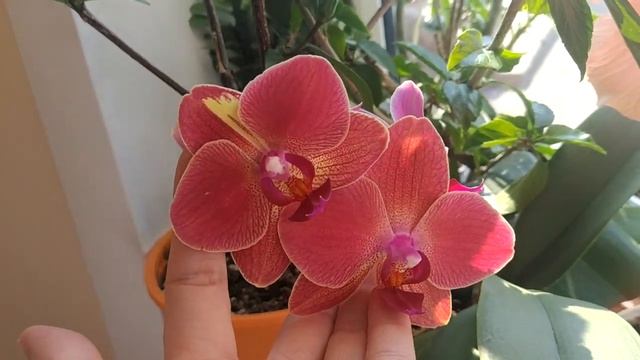 цветение орхидеи Марии Терезы, Адениума и Гибискуса смотреть онлайн