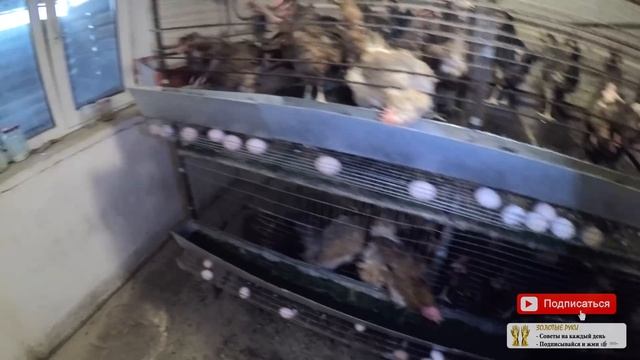 Клетки для кур несушек, бройлеров своими руками - zolotyeruki смотреть онлайн