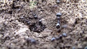 69 литературное чтение Михалков Будь человеком