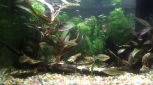 Топ 10 живородящих аквариумных рыб