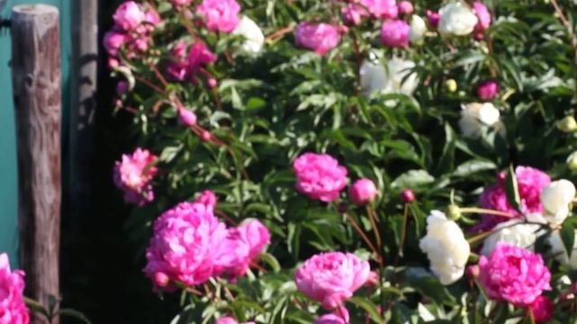 W.F. Turner | R2 Flowers BV | Peonies смотреть онлайн